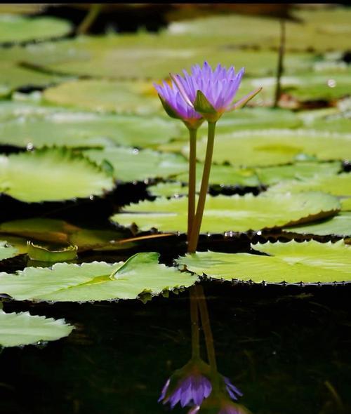 莲花语（沉静的内在力量——延药睡莲的花语之谜）