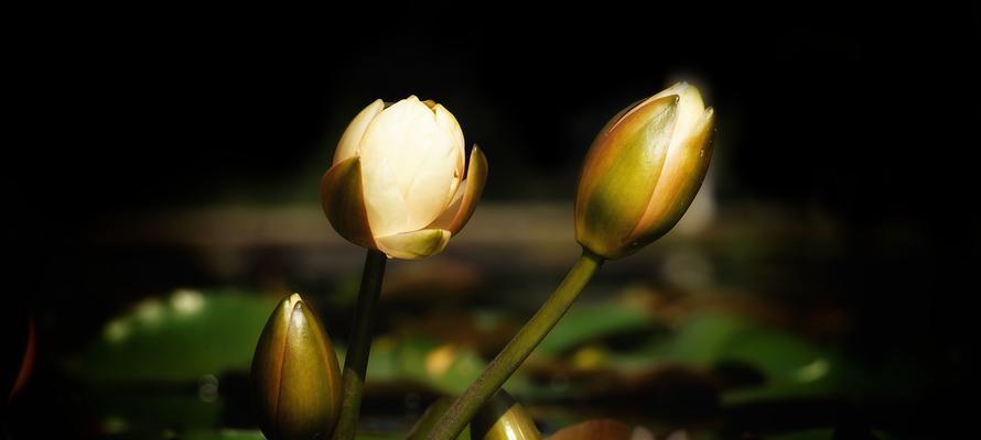 莲花语（沉静的内在力量——延药睡莲的花语之谜）