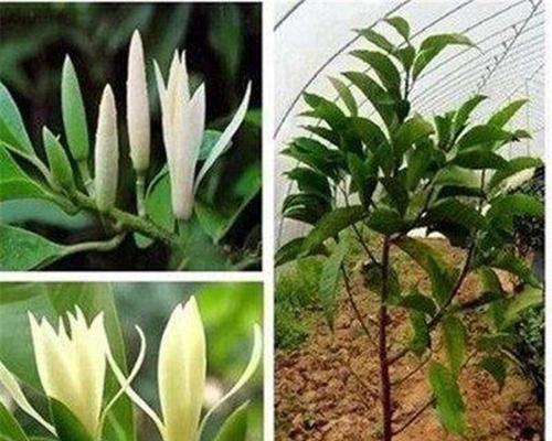 红玉兰花怎么养殖（玉兰花的养护与管理）