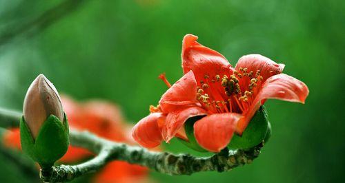 攀枝花是什么花图片（最旺宅的爬藤植物）
