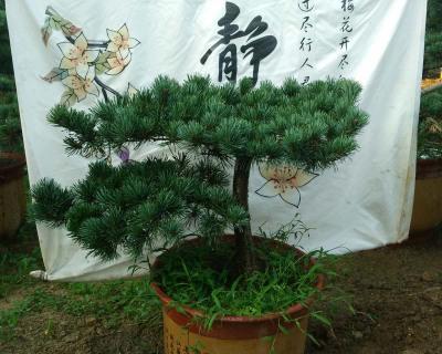 五针松盆景冬天怎么养护（盆景五针松养护知识）
