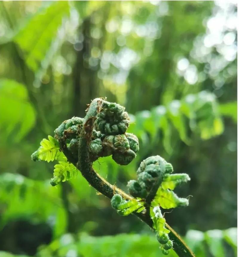 植物活化石有哪些植物（关于古代活化石植物大全）