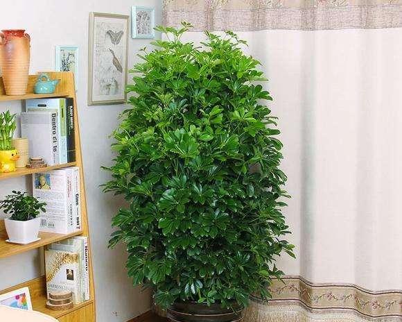 客厅适合养的植物有哪些（客厅最旺家的绿植大全）