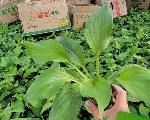 好养的绿叶植物有哪些（盘点十大好养的绿植）