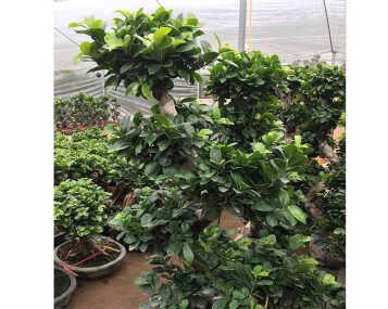 榕树怎样养长得更旺盛（有关榕树的养殖技巧）