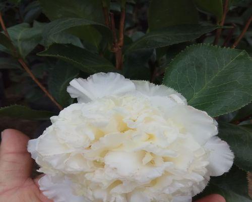 室内花卉种类有哪些（盘点6种适合室内养的植物）