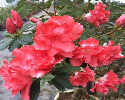 室内花卉种类有哪些（盘点6种适合室内养的植物）