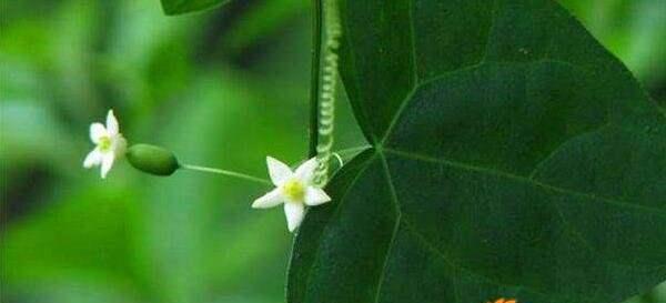 冬瓜怎么种植（冬瓜种植技术和管理）