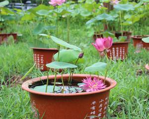 水培碗莲的种植方法有什么（了解水培碗莲的养护技巧）