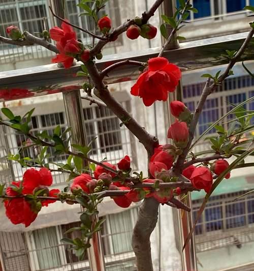 家里养四季海棠花好不好（四季海棠的养护小妙招）