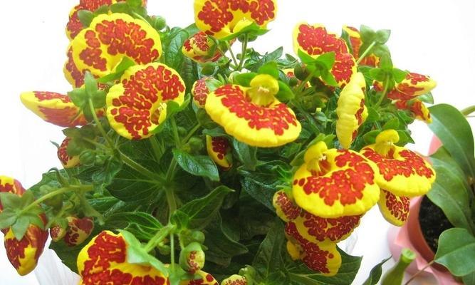 荷苞花的养殖方法