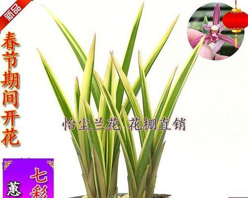兰花种植方法要点是什么（养兰花的注意事项）