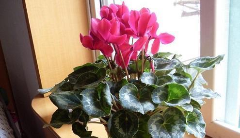 仙客来花怎么养才能养好（仙客来的正确养法讲解）