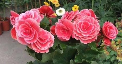 五月份开花的有哪些（盘点七种五月适合种的花卉）