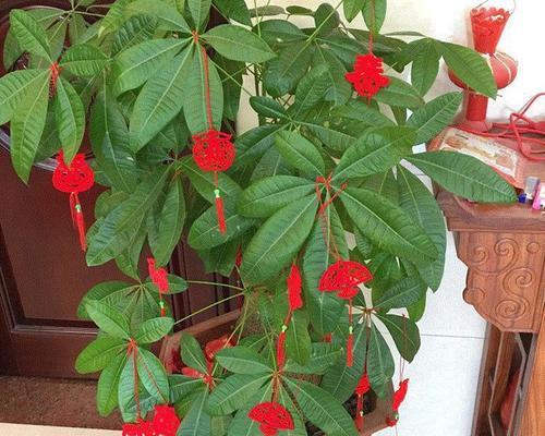 花怎么养（花的养殖技巧）