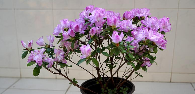 西洋杜鹃花怎么养家庭养法（西洋杜鹃的养殖方法和注意事项）