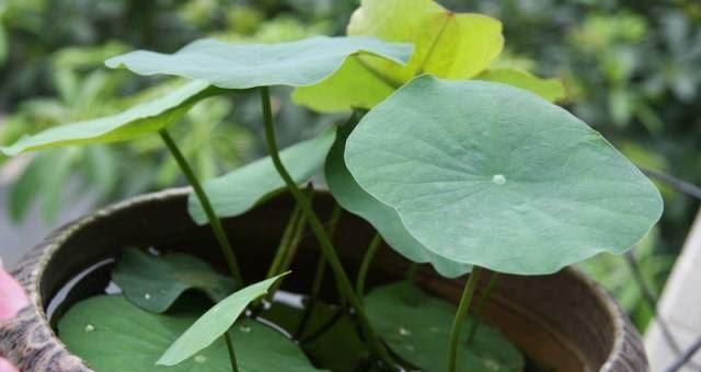 碗莲的种植方法水培（家养碗莲的技巧）