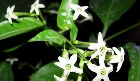 夜来香花图片大全大图（有关夜来香的样子图片）