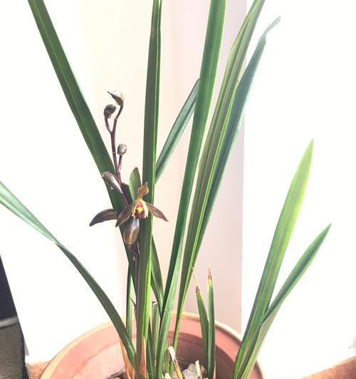 种兰花的正确方法是什么（有关兰花的养护知识）