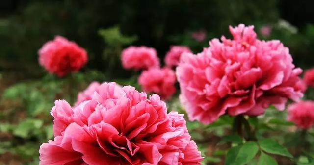 牡丹花什么季节开花（观赏牡丹花花期简介）