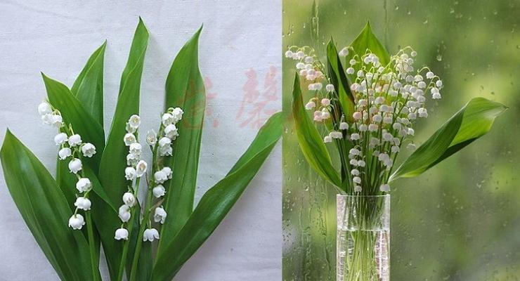 铃兰花有毒吗适合家养吗（种植铃兰花的注意事项）