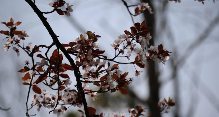 紫叶李的花语及寓意（揭开紫叶李花所传达的情感和象征）