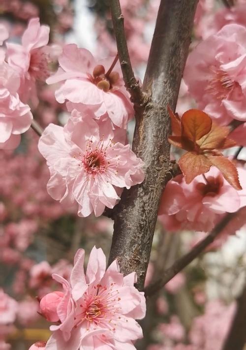 紫叶李的花语及寓意（揭开紫叶李花所传达的情感和象征）