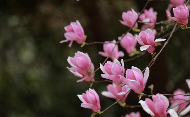 紫玉兰的花语与意义（探索紫玉兰的深刻寓意与人生启示）