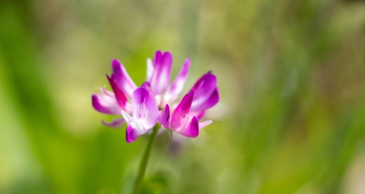 紫云英花语之美——传递深情的紫色花朵（紫云英花语解析及象征意义）