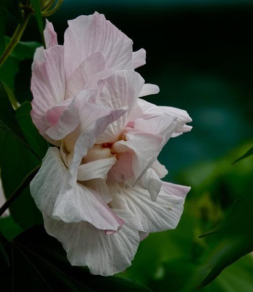 芙蓉花的花语与象征意义（探寻芙蓉花的美丽内涵与文化意义）