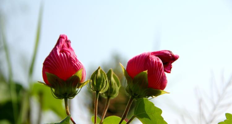 芙蓉花的花语与象征意义（探寻芙蓉花的美丽内涵与文化意义）