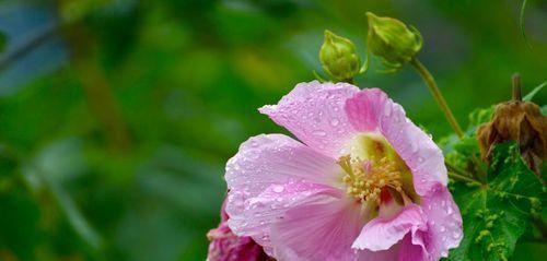 芙蓉花的花语及寓意（揭示芙蓉花的花语意义与文化）