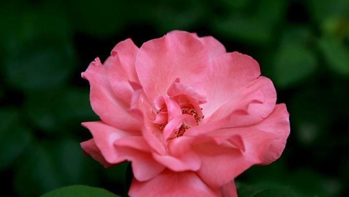 橘色月季的花语与寓意（探索橘色月季的隐含意义）