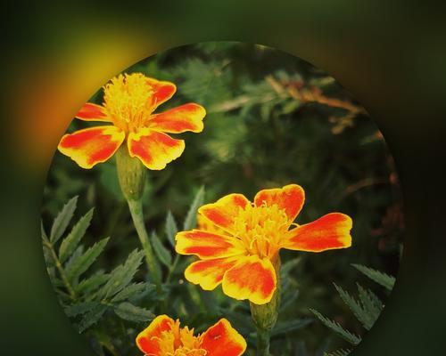 万寿菊花语与传说故事（寓意深远的万寿菊）