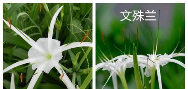 文殊兰花语（文殊兰之美和其代表意义）