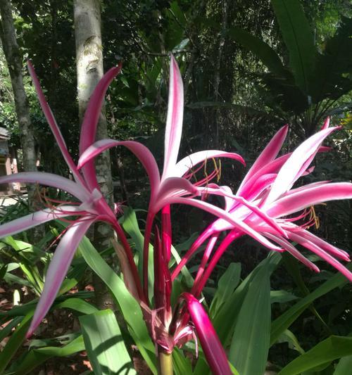 文殊兰花语（文殊兰之美和其代表意义）