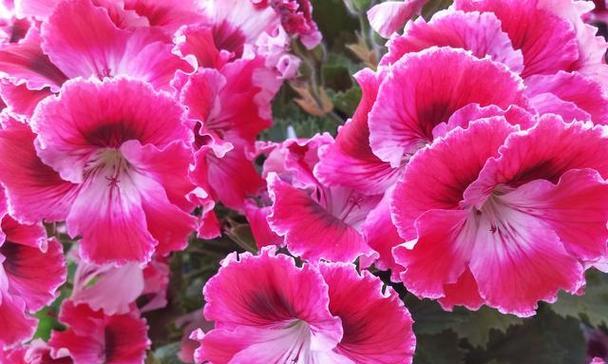 无忧花的花语与典故（宁静安祥的花语）