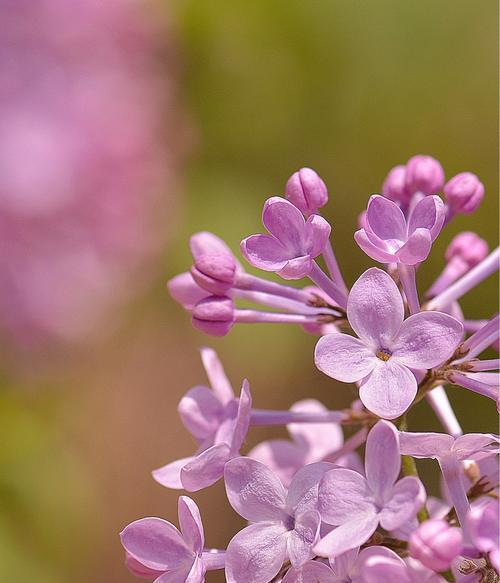 丁香花的花语及象征意义（五瓣丁香的花语探究）