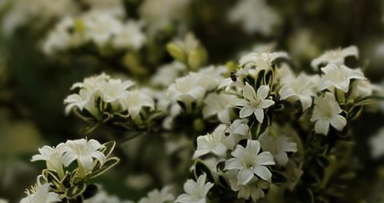 仙丹花的花语和传说（神奇的仙丹花为我们带来了什么）