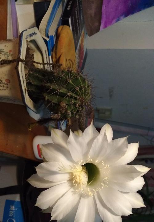 仙人球白色花朵的寓意及象征意义（解读仙人球白色花朵的美丽与纯洁）