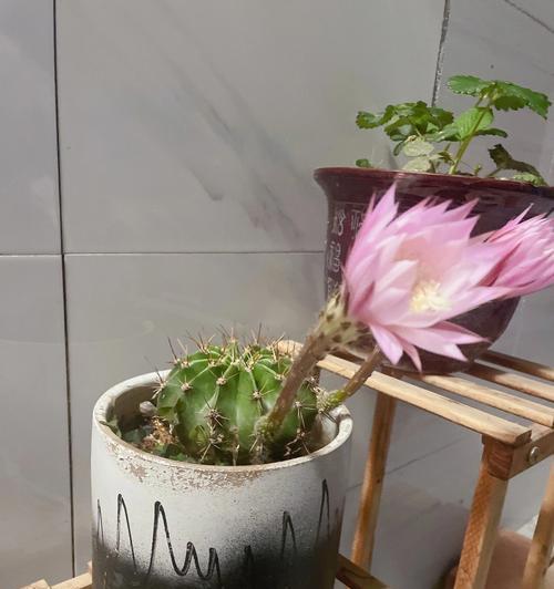 仙人球白色花朵的寓意及象征意义（解读仙人球白色花朵的美丽与纯洁）