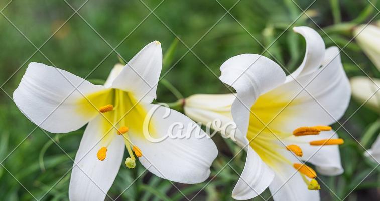 春天花开，春暖花开（春天的植物种类与美丽景色）