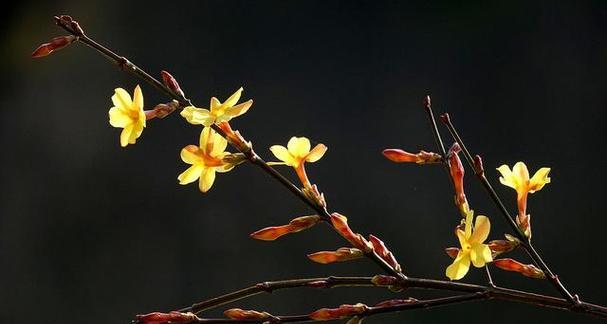 春天花开，春暖花开（春天的植物种类与美丽景色）