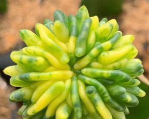 植物世界中象征父母的生命之花（揭示家庭中父母角色的象征植物）