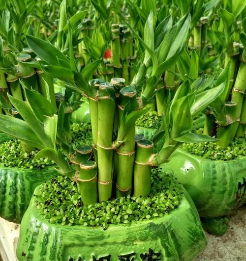 带来好运的植物，助您转运成功（探寻象征好运的绿色守护）