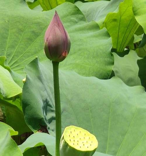 忠贞爱情的象征植物（以植物为媒介）