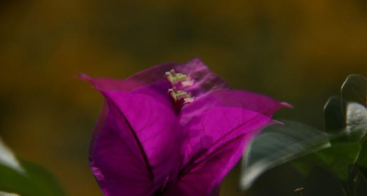 自由的花园（以象征自由的植物为主题的探索之旅）