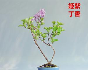 以象征禅意的植物为主题的文章（探索内心宁静与和谐的禅意花园）