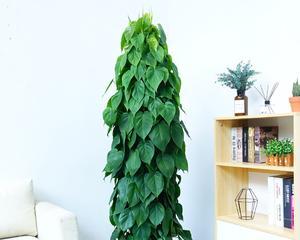 以心叶藤的花语和价值（以心叶藤）