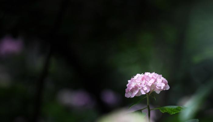 绣球花的花语与象征（探秘绣球花的意义）